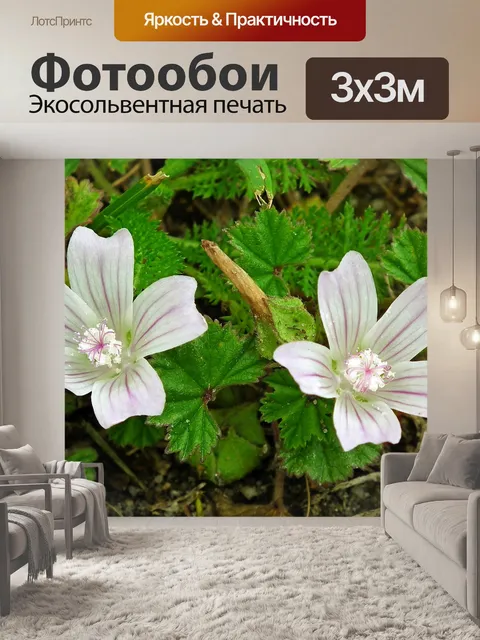 Фотообои Цветы