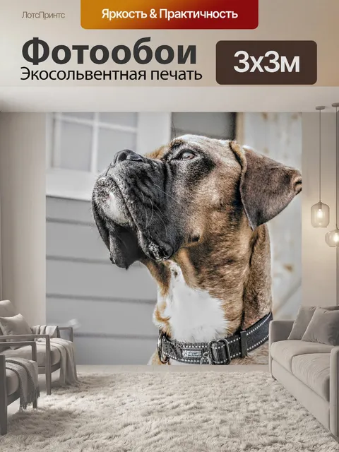 Фотообои Собака