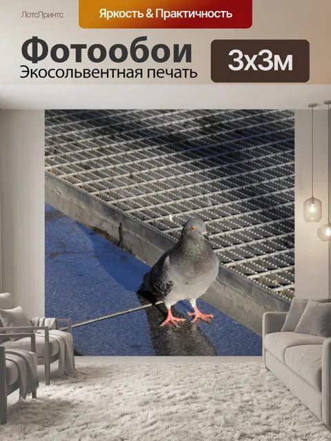 Фотообои Pigeon в городе