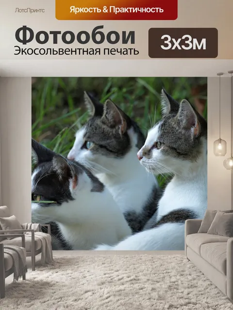 Фотообои Кошки