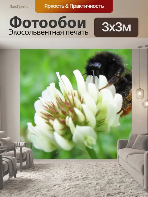 Фотообои Пчела на потом Клевер