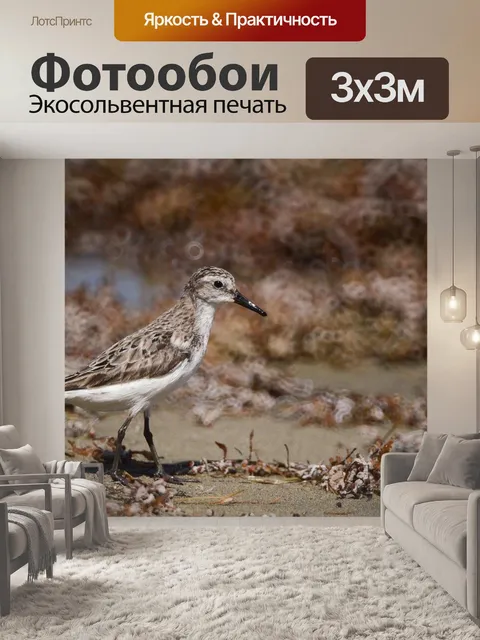 Фотообои Птица