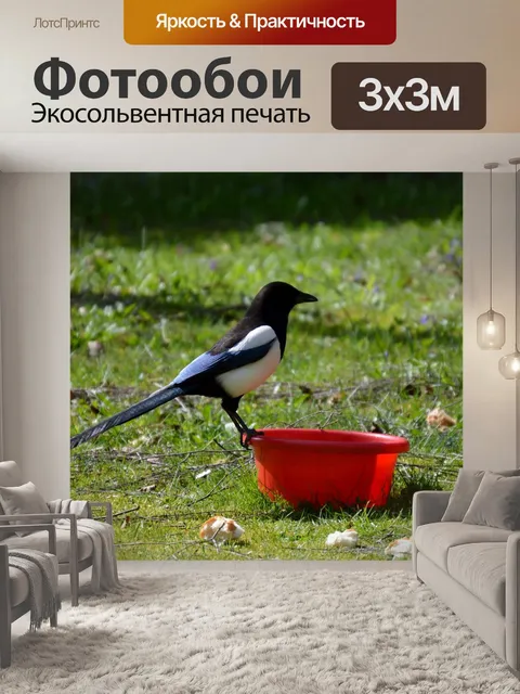 Фотообои Сорока