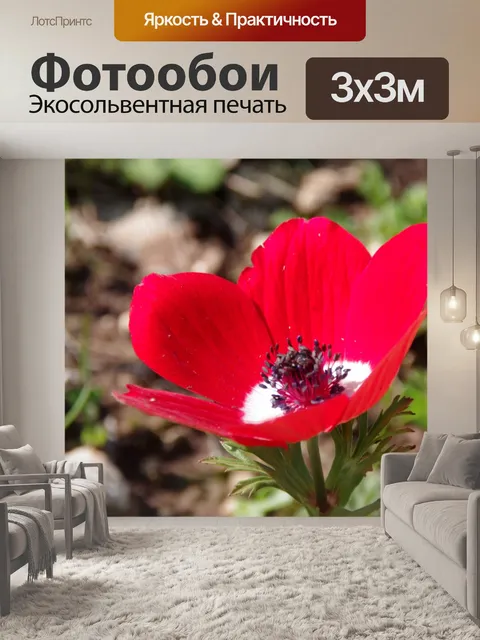 Фотообои Красный анемон Coronaria полевой цветок