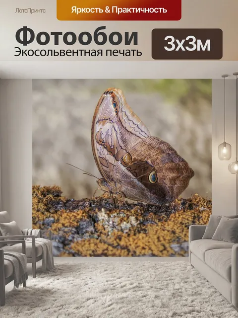 Фотообои Бабочка
