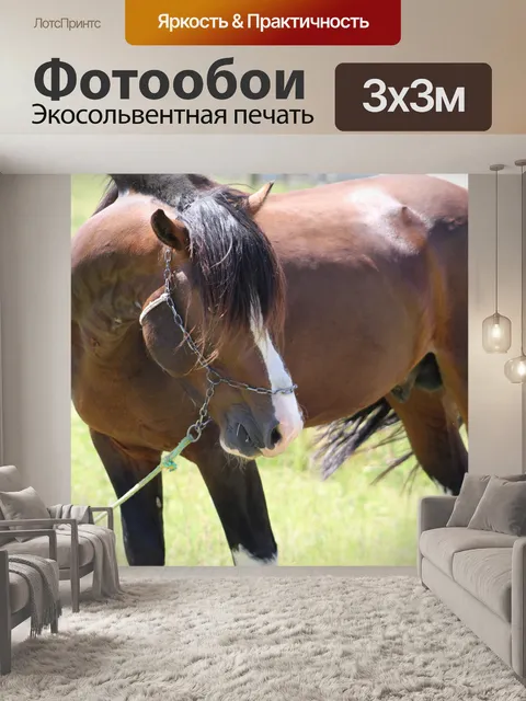 Фотообои Браун лошадь