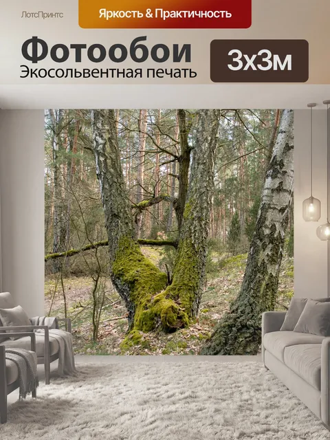 Фотообои Лес