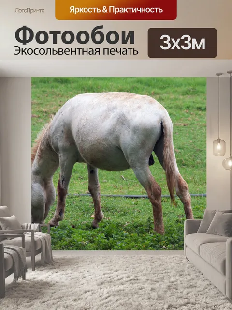 Фотообои выпас осла белого цвета