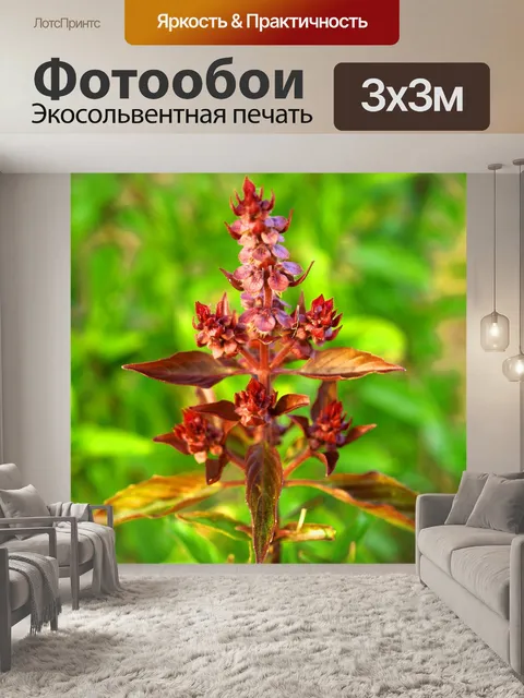 Фотообои Свежие листья базилика