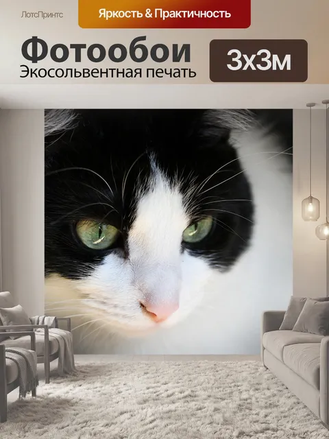 Фотообои Кошка