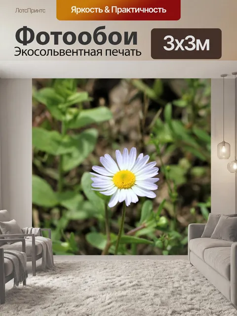 Фотообои Маленькая белая ромашка Уайлдфлауэр