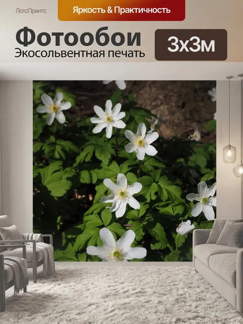 Фотообои Древесные анемоны