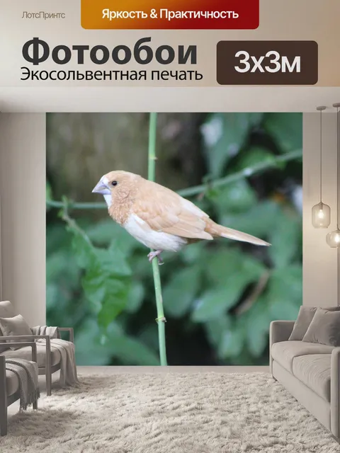 Фотообои Птица