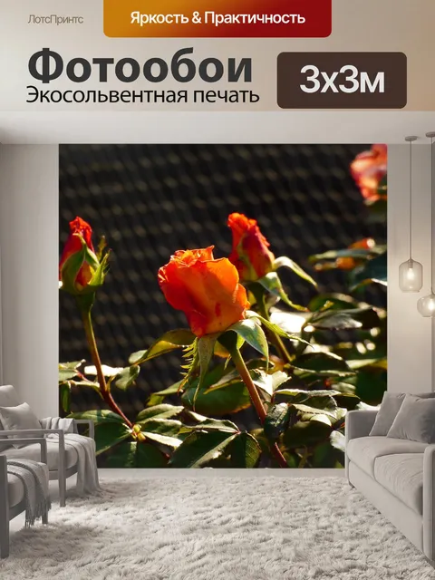 Фотообои Роза