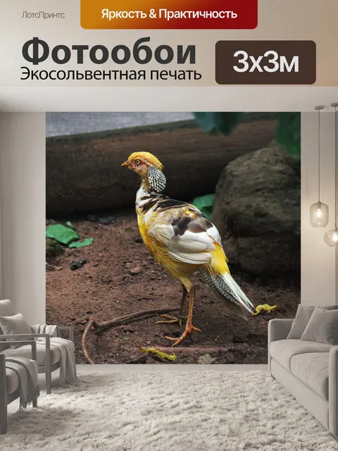Фотообои вид золотого фазана сзади