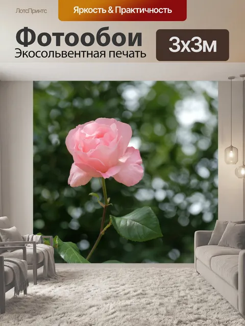 Фотообои Цветущая роза