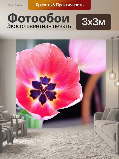 Фотообои Тюльпан