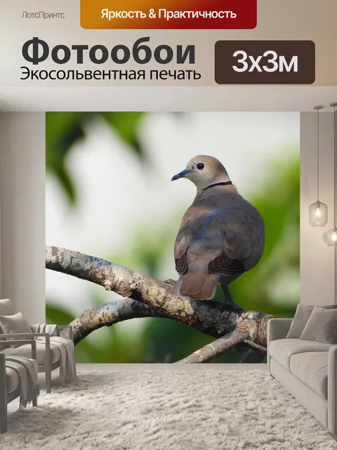 Фотообои Птица