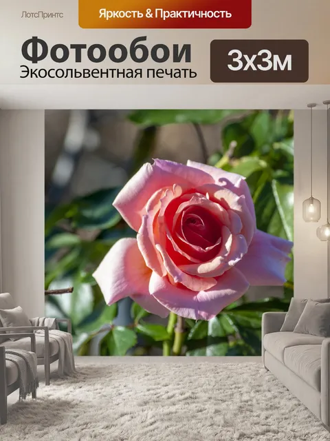 Фотообои Розовая роза