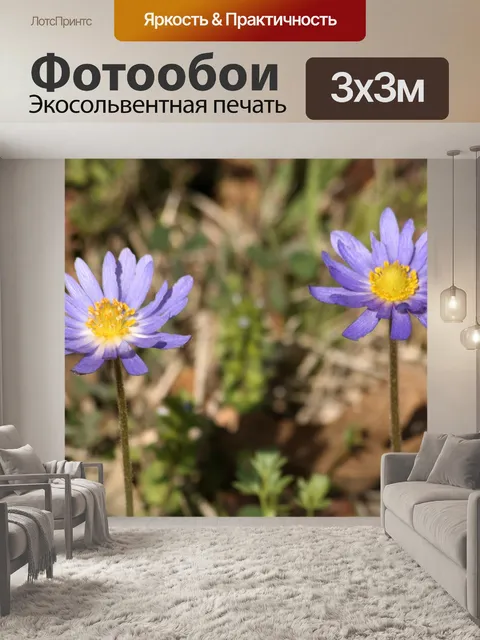 Фотообои Два фиолетовых цветка анемоны Каролины