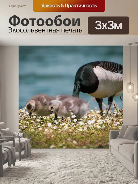 Фотообои Канадские гуси, цыплята