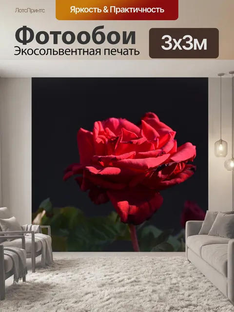 Фотообои Красная роза, темный фон