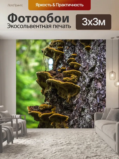 Фотообои Гриб