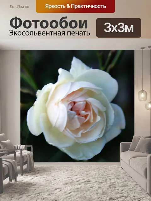 Фотообои розовая белая роза