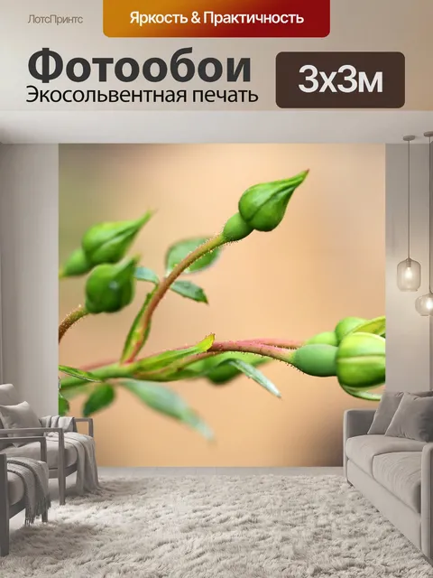 Фотообои Роза