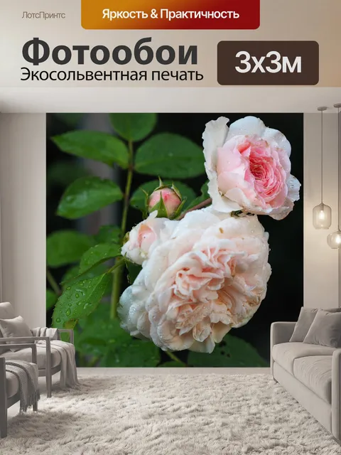 Фотообои Роза