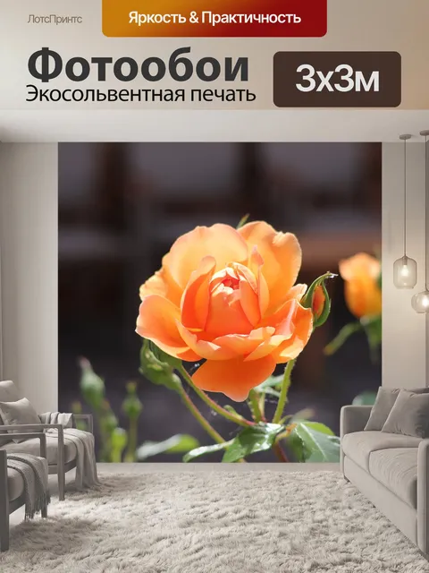 Фотообои Роза