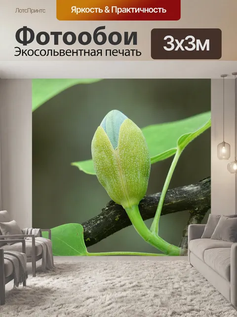 Фотообои Тюльпанное дерево