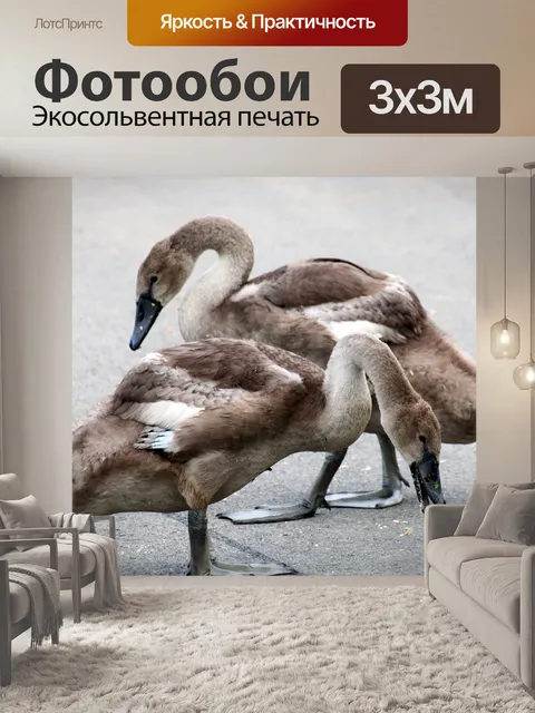 Фотообои Лебеди