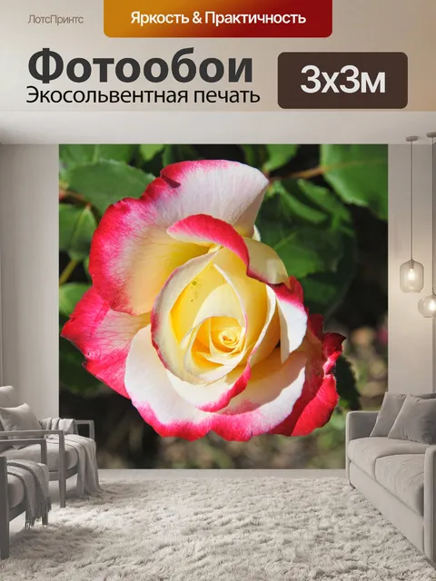 Фотообои Розовые и Желтые розы Bud