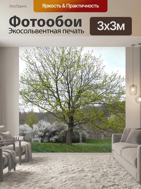 Фотообои Дерево
