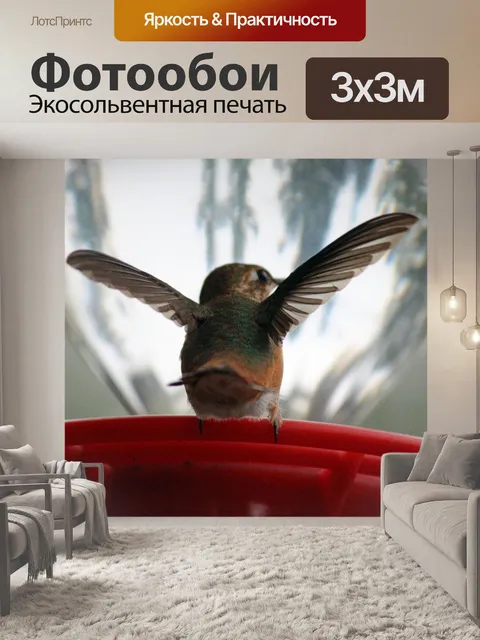 Фотообои Колибри