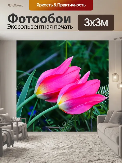 Фотообои Тюльпаны