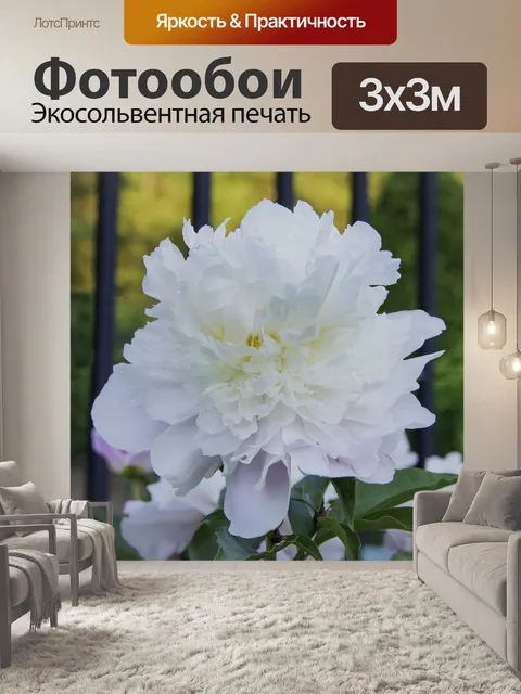 Фотообои Пионы
