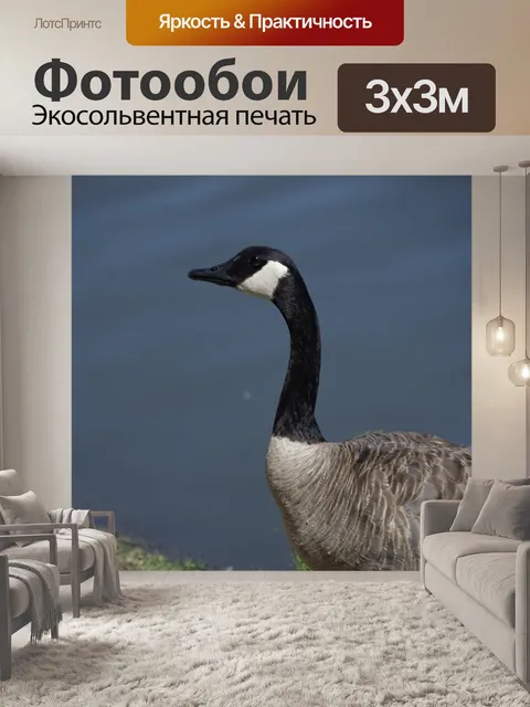 Фотообои Канадский гусь