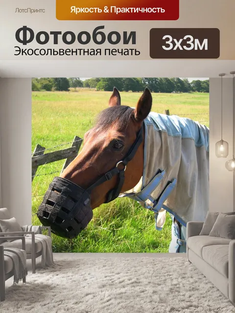Фотообои Лошадь