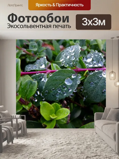 Фотообои Утренняя роса на листьях садовника