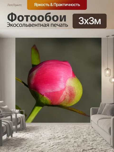 Фотообои Пион