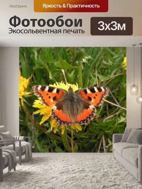 Фотообои Бабочка