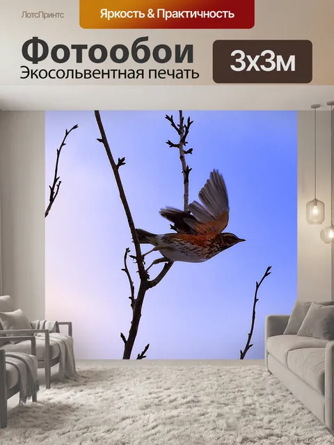 Фотообои летящей птицы