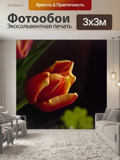 Фотообои Тюльпан