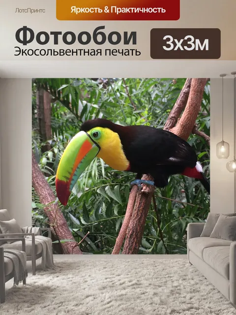 Фотообои Тукан