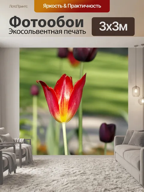 Фотообои Тюльпаны