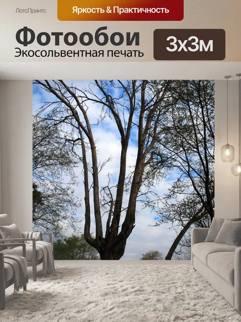 Фотообои небо и облака через деревья