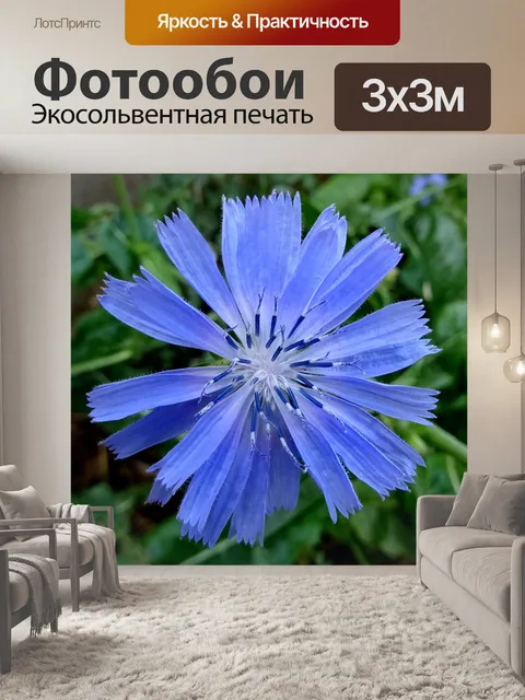 Фотообои Голубой цветок лепестка