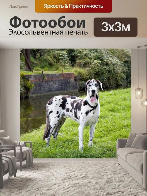 Фотообои Великий датчанин собак